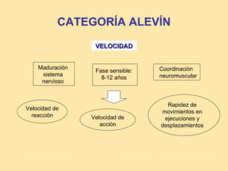 CATEGORÍA ALEVÍN
                  VELOCIDAD


    Maduración                     Coordinación
                  Fase sensible:
     sistema                       neuromuscular
                    8-12 años
     nervioso



                                     Rapidez de
Velocidad de
                                   movimientos en
  reacción       Velocidad de       ejecuciones y
                    acción         desplazamientos
 