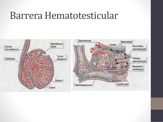 Curso Inmunologia 10 Regulacion Inmune