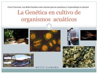    Betty Gamero La Genética en cultivo de organismos  acuáticos Curso Universia: Las Redes Sociales como entorno para la enseñanza y el aprendizaje en internet 