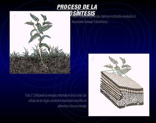 PROCESO DE LA
                                   FOTOSÍNTESIS fabrican nutrientes mediante el
1                                      Foto 1 .Las plantas verdes
                                                 mecanismo llamado Fotosíntesis.




                                                                   2




    Foto 2. Utilizando la energía contenida en la luz solar, las
       células de las hojas convierten materiales sencillos en
                                   alimentos ricos en energía.
 