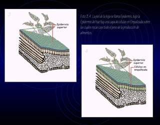 3   Foto 3, 4 .La piel de la hoja se llama Epidermis, bajo la
    Epidermis del haz hay una capa de células en Empalizada sobre
    las cuales recae casi todo el peso de la producción de
    alimentos.



        4
 