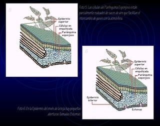 Foto 5. Las células del Parénquima Esponjoso están
5                                                          parcialmente rodeados de sacos de aire que facilitan el
                                                           intercambio de gases con la atmósfera.




                                                                6




    Foto 6. En la Epidermis del envés de la hoja hay pequeñas
                                aberturas llamadas Estomas.
 