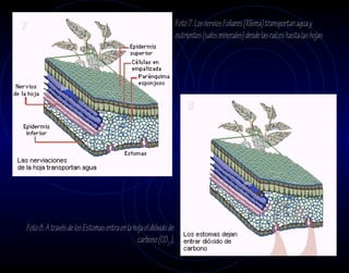7                                                                Foto 7. Los nervios Foliares (Xilema) transportan agua y
                                                                 nutrientes (sales minerales) desde las raíces hasta las hojas




                                                                      8




Foto 8. A través de los Estomas entra en la hoja el dióxido de
                                              carbono (CO2 ).
 