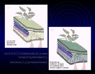 17




                                                                    18




Foto 18, 19, 20, 21, 22. El dióxido de carbono (CO 2 ) se combina
                    con el agua (H2 O) y produce Oxígeno (02 ) y
        Azúcar (Glucosa C6 H12 O6 ) por medio de la Fotosíntesis.
 