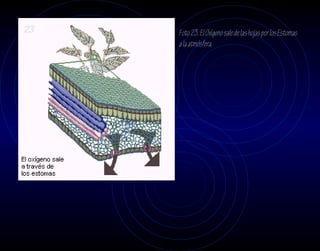 23   Foto 23. El Oxígeno sale de las hojas por los Estomas
     a la atmósfera.
 