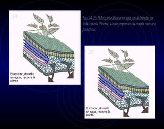 24   Foto 24, 25. El Azúcar se disuelve en agua y es distribuido por
     toda la planta (Floema) a la que proporciona la energía necesaria
     para crecer.




          25
 