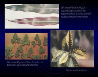 Deficiencia de Fósforo en el Maíz, es
                                                       característico por la coloración rojo
                                                       púrpura de las hojas, las plantas sanas bien
                                                       nutridas tienen un color verde brillante.




Deficiencia de Magnesio en Cilantro. Presenta en los
bordes de las hoja un color pardo-amarillento
                                                              Deficiencia de Zinc en Cítricos
 