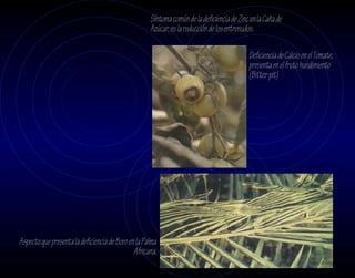 Síntoma común de la deficiencia de Zinc en la Caña de
                                                    Azúcar, es la reducción de los entrenudos.

                                                                                           Deficiencia de Calcio en el Tomate,
                                                                                           presenta en el fruto hundimiento
                                                                                           (Bitter-pit)




Aspecto que presenta la deficiencia de Boro en la Palma
                                              Africana.
 