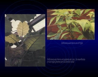 Deficiencia de Hierro en el Fríjol.




Deficiencia de Hierro en la planta de Lulo. Se manifiesta
en las hojas jóvenes por la clorosis total
 