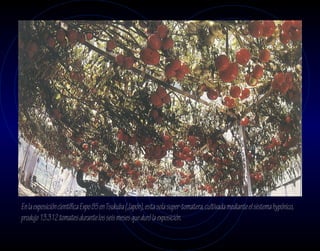 En la exposición científica Expo 85 en Tsukuba (Japón), esta sola super-tomatera, cultivada mediante el sistema hypónico,
produjo 13.312 tomates durante los seis meses que duró la exposición.
 