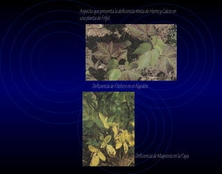 Aspecto que presenta la deficiencia mixta de Hierro y Calcio en
una planta de Fríjol.




        Deficiencia de Fósforo en el Algodón.




                                    Deficiencia de Magnesio en la Papa
 