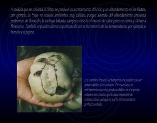 A medida que se calienta el clima, se produce un acortamiento del ciclo y un ablandamiento en los frutos,
por ejemplo, la fresa no resiste ambientes muy cálidos, porque además del ablandamiento presenta
problemas de floración; la lechuga batavia, tampoco resiste el exceso de calor pues no cierra y tiende a
florecerse. También se pueden alterar la polinización con el incremento de las temperaturas, por ejemplo, el
tomate y el pepino.




                                                          Los cambios bruscos de temperatura pueden causar
                                                          graves daños a los cultivos. En este caso, un
                                                          enfriamiento excesivo produce daños en el aspecto
                                                          exterior del tomate, que lo hace imposible de
                                                          comercializar, aunque su parte interna está en
                                                          perfecto estado
 