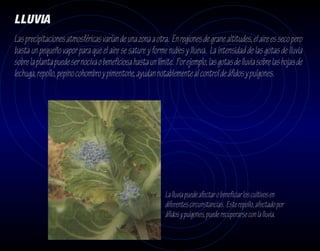 LLUVIA
Las precipitaciones atmosféricas varían de una zona a otra. En regiones de grane altitudes, el aire es seco pero
basta un pequeño vapor para que el aire se sature y forme nubes y llueva. La intensidad de las gotas de lluvia
sobre la planta puede ser nociva o beneficiosa hasta un límite. Por ejemplo, las gotas de lluvia sobre las hojas de
lechuga, repollo, pepino cohombro y pimentone, ayudan notablemente al control de áfidos y pulgones.




                                                            La lluvia puede afectar o beneficiar los cultivos en
                                                            diferentes circunstancias. Este repollo, afectado por
                                                            áfidos y pulgones, puede recuperarse con la lluvia.
 