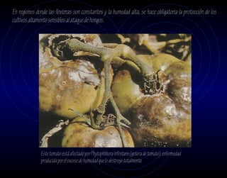 En regiones donde las lloviznas son constantes y la humedad alta, se hace obligatoria la protección de los
cultivos altamente sensibles al ataque de hongos.




              Este tomate está afectado por Phytophthora Infestans (gotera de tomate), enfermedad
              producida por el exceso de humedad que lo destruye totalmente.
 