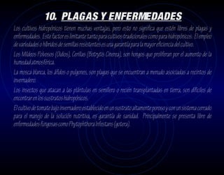 10. PLAGAS Y ENFERMEDADES
Los cultivos hidropónicos tienen muchas ventajas, pero esto no significa que estén libres de plagas y
enfermedades. Este factor es limitante tanto para cultivos tradicionales como para hidropónicos. El empleo
de variedades o híbridos de semillas resistentes es una garantía para la mayor eficiencia del cultivo.
Los Mildeos Polvosos (Oidios), Cerillas (Botrytis Cinerea), son hongos que proliferan por el aumento de la
humedad atmosférica.
La mosca blanca, los áfidos o pulgones, son plagas que se encuentran a menudo asoiciadas a recintos de
invernadero.
Los insectos que atacan a las plántulas en semillero o recién transplantadas en tierra, son díficiles de
encontrar en los sustratos hidropónicos.
El cultivo de tomate bajo invernadero establecido en un sustrato altamente poroso y con un sistema cerrado
para el manejo de la solución nutritiva, es garantía de sanidad. Principalmente se presenta libre de
enfermedades fungosas como Phytophthora Infestans (gotera).
 