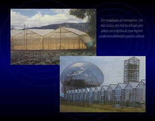 Dos modalidades de invernaderos. Uno
 más rústico, otro más tecnificado, pero
  ambos con el objetivo de crear mejores
condiciones ambientales para los cultivos.
 