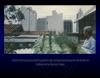 Cultivo en terrazas para sectores populares, bajo el programa para la generación de ingresos
                             familiares de las Naciones Unidas.
 