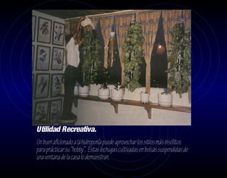 Utilidad Recreativa.
Un buen aficionado a la hidroponía puede aprovechar los sitios más insólitos
para prácticar su “hobby”. Estas lechugas cultivadas en bolsas suspendidas de
una ventana de la casa lo demuestran.
 