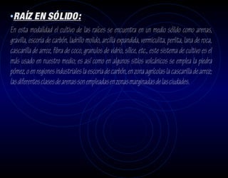 •RAÍZ EN SÓLIDO:
En esta modalidad el cultivo de las raíces se encuentra en un medio sólido como arenas,
gravilla, escoria de carbón, ladrillo molido, arcilla expandida, vermiculita, perlita, lana de roca,
cascarilla de arroz, fibra de coco, granulos de vidrio, sílice, etc., este sistema de cultivo es el
más usado en nuestro medio; es así como en algunos sitios volcánicos se emplea la piedra
pómez, o en regiones industriales la escoria de carbón, en zona agrícolas la cascarilla de arroz;
las diferentes clases de arenas son empleadas en zonas marginadas de las ciudades.
 