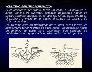 •CULTIVO SEMIHIDROPÓNICO:
Si el recipiente del cultivo fuese un canal o un hoyo en el
suelo, relleno de sustrato, entonces podríamos hablar de
cultivo semihidropónico, en el cual las raíces estan mitad en
el sustrato y mitad en el suelo, el cultivo irá provisto de
sistema de riego.
Es utilizable para los programas de frutales, cacao y café, es
aconsejable tener fuentes de agua cerca. Es necesario hacer
un análisis de suelo para programar que cantidad de
nutrientes que hay que adicionarles en forma hidropónica.
 
