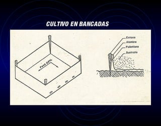 CULTIVO EN BANCADAS
 