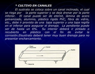 * CULTIVO EN CANALES
        El sustrato se coloca sobre un canal inclinado, el cual
se riega por la parte superior y se deja drenar por la parte
inferior. El canal puede ser de eternit, lámina de acero
galvanizado, aluminio, plástico rigido PVC, fibra de vidrio,
etc., debe ir provisto de una tapa superior y una tapa regilla
en el inferior para asegurar el drenaje. La pendiente puede
ser de hasta un 6%.          Su interior deberá ir pintado o
recubierto    en    plástico   con   el  fin  de    evitar   la
corrosión.Elsustrato deberá tener muy buen drenaje para no
presentar encharcamiento.
 