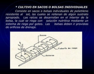 * CULTIVO EN SACOS O BOLSAS INDIVIDUALES
        Consiste en sacos o bolsas individuales de polietileno
resistente al sol, las cuales se rellenan de algún sustrato
apropiado. Las raíces se desarrollan en el interior de la
bolsa, la cual se riega con solución nutritiva mediante un
sistema de riego por goteo. Las     bolsas deben ir provistas
de orificios de drenaje.
 