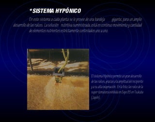 * SISTEMA HYPÓNICO
             En este sistema a cada planta se le provee de una bandeja gigante, para un amplio
desarrollo de las raíces. La solución nutritiva suministrada, está en continuo movimiento y cantidad
             de elementos nutrientes estrictamente controlados uno a uno.




                                                            El sistema Hipónico permite un gran desarrollo
                                                            de las raíces, gracias a la amplitud del recipiente
                                                            y a su alta oxigenación. En la foto, las raíce de la
                                                            super-tomatera exhibida en Expo 85 en Tsukuba
                                                            (Japón).
 