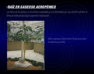 •RAÍZ EN GASEOSO AEROPÓNICO
Las raíces de las plantas se encuentran suspendidas y son alimentadas por una solución nutritiva en
forma de neblina producida por aspersión o nebulización.




                                                  Raíces en gaseoso, en Epcot Center (Florida), de un cultivo
                                                  de calabacines (zucchimi).
 