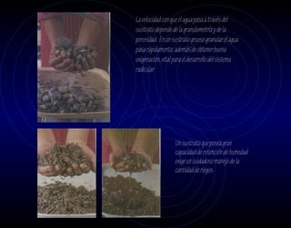 La velocidad con que el agua pasa a través del
sustrato depende de la granulometría y de la
porosidad. En un sustrato grueso granular el agua
pasa rápidamente, además de obtener buena
oxigenación, vital para el desarrollo del sistema
radicular




                  Un sustrato que posea gran
                  capacidad de retención de humedad
                  exige un cuidadoso manejo de la
                  cantidad de riegos.
 