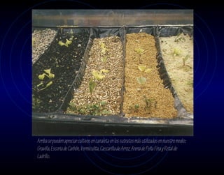 Arriba se pueden apreciar cultivos en canaleta en los sutratos más utilizados en nuestro medio;
Gravilla, Escoria de Carbón, Vermiculita, Cascarilla de Arroz, Arena de Peña Fina y Retal de
Ladrillo.
 