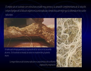 El empleo de un sustrato con estructura estable muy poroso y la aireación complementaria de la solución,
 evitan el peligro de la falta de oxígeno en la zona radicular, siendo ésta aún mejor que la obtenida en los suelos
 naturales.




Un adecuado drenaje garantiza la respiración de las raíces en la cascarilla
de arroz. Si el sustrato se inunda, las raíces no respiran bien y la planta
muere.

       La mayor blancura del sistema radicular es característico de su eficiente
                                                      oxigenación y respiración.
 