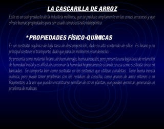 LA CASCARILLA DE ARROZ
Este es un sub-producto de la industria molinera, que se produce ampliamente en las zonas arroceras y que
ofrece buenas propiedades para ser usado como sustrato hidropónico.

            * PROPIEDADES FÍSICO-QUÍMICAS
Es un sustrato orgánico de baja tasa de descomposición, dado su alto contenido de sílice. Es liviano y su
principal costo es el transporte, dado que para los molineros es un desecho.
Se presenta como material liviano, de buen drenaje, buena aireación, pero presenta una baja tasa de retención
de humedad inicial y es díficil de conservar la humedad hogenéamente cuando se usa como sustrato único en
bancadas. Se comporta bien como sustrato en los sistemas que utilizan canaletas. Tiene buena inercia
química, pero puede tener problemas con los residuos de cosecha, como granos de arroz enteros o en
fragmentos, a la vez que pueden encontrarse semillas de otras plantas, que pueden germinar, generando un
problema de malezas.
 