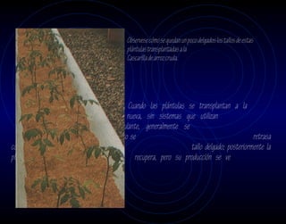 Observese cómo se quedan un poco delgados los tallos de estas
                                             plántulas transplantadas a la
                                             Cascarilla de arroz cruda.




                                               Cuando las plántulas se transplantan a la
                                   cascarilla nueva, sin sistemas que utilizan
                       una solución recirculante, generalmente se
            ponen amarillentas y el crecimiento se                                             retrasa
considerablemente, quedándose su                                      tallo delgado; posteriormente la
planta se                                         recupera, pero su producción se ve
                                   afectada.
 