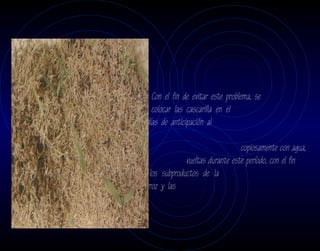 En la cascarilla de arroz nueva, generalmente nacen
                                                algunas malezas que es necesario eliminar a mano
                                                durante el cultivo.


                                                Con el fin de evitar este problema, se
                                      aconseja colocar las cascarilla en el
                             sistema con 15 días de anticipación al
         transplante, durante los cuales se
mantendrá húmeda y se regará                                                    copiosamente con agua,
dándole de 2 a 3                                            vueltas durante este período, con el fin
                                      eliminar los subproductos de la
                   fermentación y retirar el arroz y las
         malezas que vayan naciendo.
 