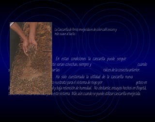 La Cascarilla de Arroz envejecida es de color café oscuro y
                                    más suave al tacto.




                                        En estas condiciones la cascarilla puede serguir
             siendo utilizada durante varias cosechas, siempre y                                       cuando
se reponga la que se pierde la eliminar las                                raíces de la cosecha anterior.
                                        Ha sido cuestionada la uitlidad de la cascarilla nueva
                          como único sustrato para el sistema de riego por                           goteo en
bolsas, debido a su baja capilaridad y baja retención de humedad. No obstante, ensayos hechos en Bogotá,
tienden a demostar la utilidad para este sistema. Más aún cuando se puede utilizar cascarilla envejecida.
 