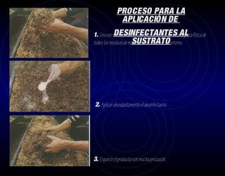 PROCESO PARA LA
               APLICACIÓN DE
1. Una vez seleccionado el desinfectante, realizar una AL física de
             DESINFECTANTES limpieza
                        SUSTRATO
todos los residuos de materiales de cosechas anteriores.




2. Aplicar abundantemente el desinfectante.




3. Esparcir el producto con mucha precauión.
 