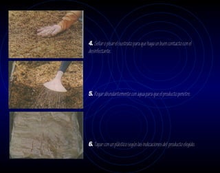 4. Sellar o pisar el sustrato para que haga un buen contacto con el
desinfectante.




5. Regar abundantemente con agua para que el producto penetre.




6. Tapar con un plástico según las indicaciones del producto elegido.
 
