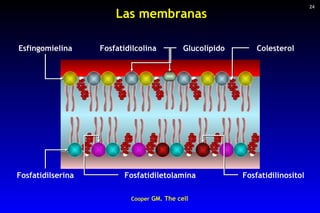 Las membranas Cooper  GM. The cell 24 Esfingomielina Fosfatidilcolina Glucolípido Colesterol Fosfatidilserina Fosfatidilet...