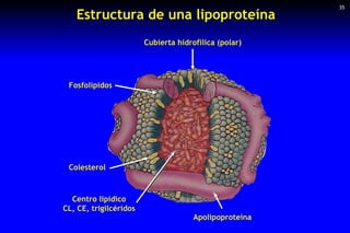 Estructura de una lipoproteína 35 Centro lipídico CL, CE, trigilcéridos Apolipoproteína Cubierta hidrofílica (polar) Fosfo...