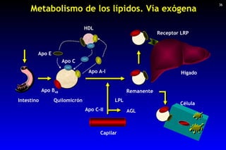 Intestino Metabolismo de los lípidos. Vía exógena 36 Quilomicrón Capilar LPL AGL Apo B 48 Apo C Remanente Apo C-II Apo E R...