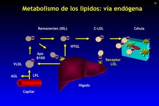 Metabolismo de los lípidos: vía endógena C-LDL Célula  Capilar  LPL Remanentes (IDL)  AGL HTGL Receptor LDL Apo  B100 VLDL...