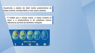 Visualmente o cérebro do bebê mostra predominância de
massa cinzenta, correspondente a mais corpos celulares.
À medida que a criança cresce, a massa cinzenta se
reduz e a predominância é de substância branca,
referente ao aumento de dendritos e sinapses.
 