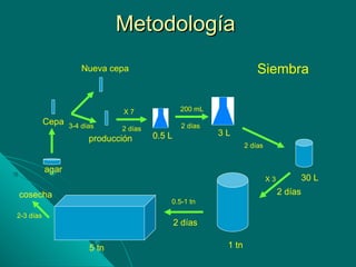 MetodologíaMetodología
producción
Cepa 3-4 días
Nueva cepa
0.5 L 3 L
30 L
1 tn5 tn
X 7
2 días
200 mL
2 días
2 días
X 3
2 días
0.5-1 tn
agar
cosecha
Siembra
2 días
2-3 días
 