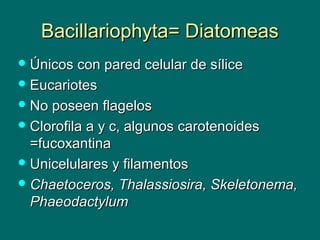 Bacillariophyta= DiatomeasBacillariophyta= Diatomeas
 Únicos con pared celular de síliceÚnicos con pared celular de sílice
 EucariotesEucariotes
 No poseen flagelosNo poseen flagelos
 Clorofila a y c, algunos carotenoidesClorofila a y c, algunos carotenoides
=fucoxantina=fucoxantina
 Unicelulares y filamentosUnicelulares y filamentos
 Chaetoceros, Thalassiosira, Skeletonema,Chaetoceros, Thalassiosira, Skeletonema,
PhaeodactylumPhaeodactylum
 