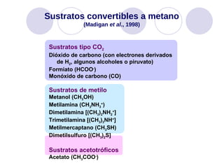 Sustratos tipo CO 2 Dióxido de carbono (con electrones derivados de H 2 , algunos alcoholes o piruvato) Formiato (HCOO - ) Monóxido de carbono (CO) Sustratos de metilo Metanol (CH 3 OH) Metilamina (CH 3 NH 3 + ) Dimetilamina [(CH 3 ) 2 NH 2 + ] Trimetilamina [(CH 3 ) 3 NH + ] Metilmercaptano (CH 3 SH) Dimetilsulfuro [(CH 3 ) 2 S] Sustratos acetotróficos Acetato (CH 3 COO - ) Sustratos convertibles a metano (Madigan  et al ., 1998) 