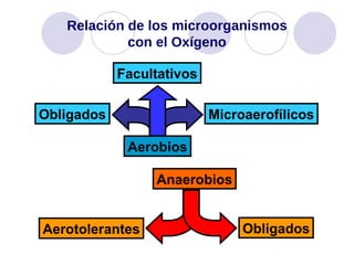 Relación de los microorganismos con el Oxígeno Anaerobios Aerotolerantes Obligados Obligados Facultativos Microaerofílicos Aerobios 