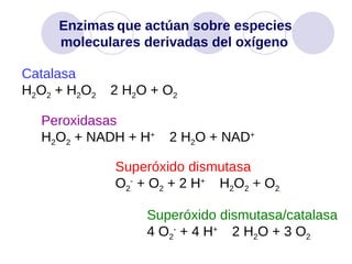 Enzimas   que actúan sobre especies moleculares derivadas del oxígeno   Catalasa H 2 O 2  + H 2 O 2     2 H 2 O + O 2 Peroxidasas H 2 O 2  + NADH + H +     2 H 2 O + NAD + Superóxido dismutasa O 2 -  + O 2  + 2 H +     H 2 O 2  + O 2 Superóxido dismutasa/catalasa 4 O 2 -  + 4 H +     2 H 2 O + 3 O 2   