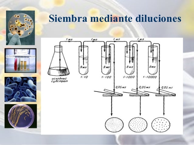Curso microbiología