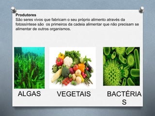 Produtores
São seres vivos que fabricam o seu próprio alimento através da
fotossíntese são os primeiros da cadeia alimentar que não precisam se
alimentar de outros organismos.
ALGAS VEGETAIS BACTÉRIA
S
 